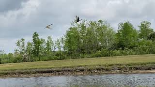 Loxahatchee preserve slough hike [upl. by Kimon]