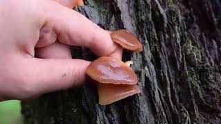 ASMR A lifetime of mountain wandering searching for pristine fungi especially in the rain🍄🌧️ [upl. by Goebel]