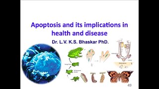 Apoptosis and its implications in health and disease [upl. by Refennej402]