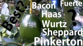 Which Avocado Tree is Best Bacon  Fuerte  Haas  Pinkerton  Sheppard  Wurtz [upl. by Atrim167]