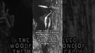 Ivory Billed Woodpecker Fact [upl. by Kingsbury]