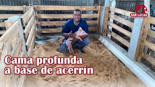 Crianza de cerdos en cama profunda 🐷 corral finalizado 🐷 [upl. by Pendleton696]