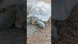 Tortoise 🇬🇷 Athens Greece [upl. by Udele]