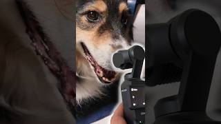 Filming a Review  Pet Grooming Kit Oneisall Transformhowyoupet doggroomingvacuum [upl. by Goddard816]