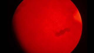 CsChrimson Drosophila larvae respond to light [upl. by Tempest640]