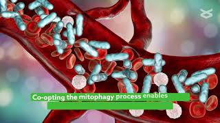 Understanding how mitophagy regulates innate immune responses triggered by mitochondrial stress [upl. by Sandie]