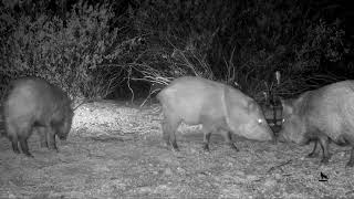 Javelina run wild [upl. by Krahmer36]