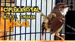 Top Masteran Ciblek Kristal Gacor Full Ngebren Untuk Masteran Burung Juara [upl. by Elyod]