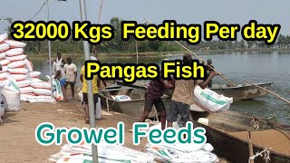 Pangasius Fish Feeding  Growel Fish Feed Fish Farming Business Feeding Techniques Feeding Method [upl. by Annoerb]