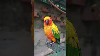 Sun conure parrot 🦜 nature wildsafari animals savewildlife travel parrot birds [upl. by Edwina]