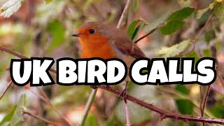 Learn to Identify 12 UK Bird Songs A Beginners Guide [upl. by Isewk250]