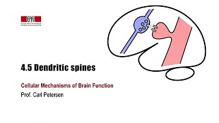 45 Dendritic spines [upl. by Enelhtak168]