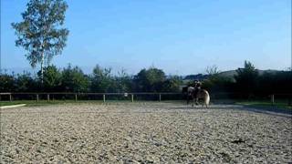 Training Dressurhaflinger Amani  Starker Trab 2011 [upl. by Siva]