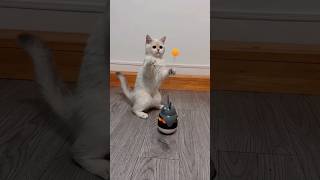 Epic Cat Fails Hilarious Moments shorts boychallenger [upl. by Rasmussen829]