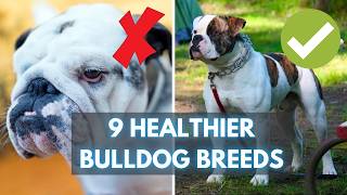 Looking for a Healthy Bulldog Meet These 9 Fit Bulldog Breeds [upl. by Manlove]