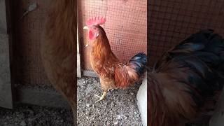 Adorable Rooster Crowing Sounds  Amazing Rooster Crowing Loudly  shorts🐓💕 [upl. by Wharton]