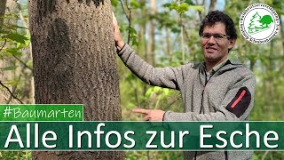 Alle Infos zur Esche und zum Eschentriebssterben [upl. by Ynar]