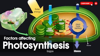 Factors affecting photosynthesis  Types of photosynthesis Bioenergetics [upl. by Ergener51]