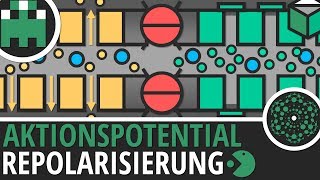 Aktionspotential Repolarisierung einfach erklärt│Biologie Lernvideo│Learning Level Up [upl. by Buff]