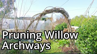 Pollarding Willows 2023 [upl. by Edac]