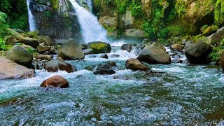 Nature’s Forest River with Birds for Ultimate Healing Peaceful Sleep and StressFree Focus [upl. by Nnaeel]