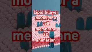 Lipid bilayer model of Cell membrane 3danimation [upl. by Kameko782]