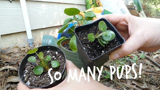 Pilea PeperomioidesChinese Money Plant UFO Plant Pancake Plant Propagation [upl. by Merce]