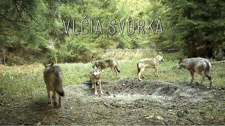 Vlčia svorka pri horskom kalisku [upl. by Favrot]