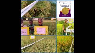 Bharati seeds paddy variety bharati 11 our farmer happy [upl. by Marigold764]