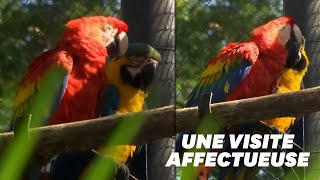 Ce perroquet sauvage rend visite tous les jours à son Roméo du zoo de Rio [upl. by Melba]