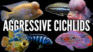 Top 10 Most Aggressive Cichlids [upl. by Terence29]