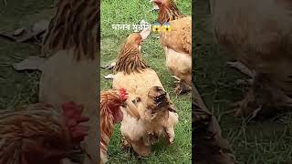 সৌখিনমুরগি viralvideo shorts [upl. by Tessi711]