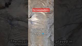 Stromatolites geology fossil geologist shorts explore information knowledge facts oldest [upl. by Tniassuot]