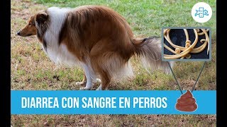 DIARREA con SANGRE en PERROS ¿hay REMEDIOS CASEROS [upl. by Thema]