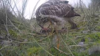 Vroege Vogels  Buizerd eet konijn [upl. by Sudbury629]