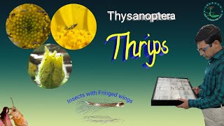 Insect Orders Part 11 Thysanoptera Thrips  By Dr Imran Khatri [upl. by Anaiek]