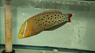 Formosa Wrasse 299 [upl. by Naesal]