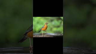 Orange headed thrush bird voice for sleep 💤Nature with relaxation orangeheadedthrushsleep [upl. by Ahsinej]