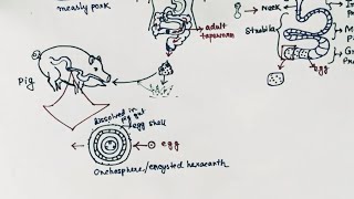 Taenia solium Lifecycle Hindi  Tapeworm  Taeniasis  Cysticercosis [upl. by Meil438]