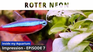 Paracheirodon axelrodi  Episode 7  Aquarium Impression [upl. by Rowney]