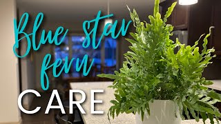 Blue Star Fern Care a great plant for beginners [upl. by Savinirs]