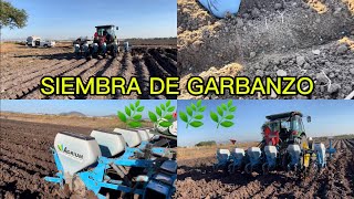 SIEMBRA DE GARBANZO 🌿 UNA NUEVA VARIEDAD🌿 [upl. by Ikcim]