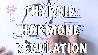 Thyroid Hormone Regulation and Negative Feedback [upl. by Roze]