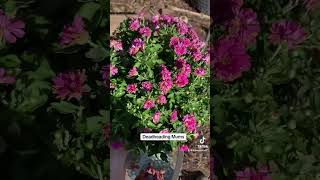 Deadheading Mums crysanthemum horticulture backyardgardening [upl. by Solraced]