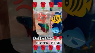 ROSETAIL BETTA FISHrosetailbettafishaquariumfishviralshortviralvideopetfriendlypetfriendlys [upl. by Belda]