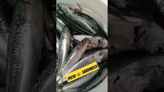 FRESH SARDINELLA FISH 🐟video shortvideos trending viralvideos [upl. by Graff]