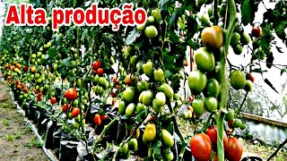 Faça seu pé de tomate produzir 100 [upl. by Aivila]