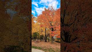 At Shawinigan parcautumm autumnfoliage park [upl. by Duster]