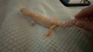 Leopard gecko tail dropping [upl. by Ameh]