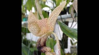 stanhopea platyceras [upl. by Orodoet953]